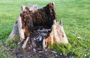 affordable stump removal