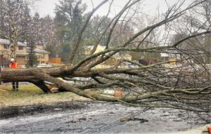 5 tips to prevent tree damage during bad weather