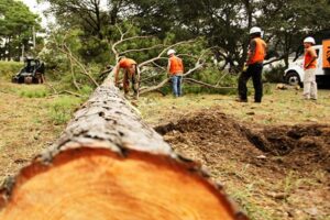 questions to ask your tree service