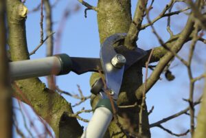 tree pruning choosing the right time