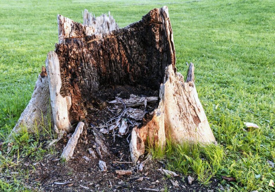 affordable stump removal